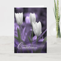 Sympathie française Condines Purple White Tulips