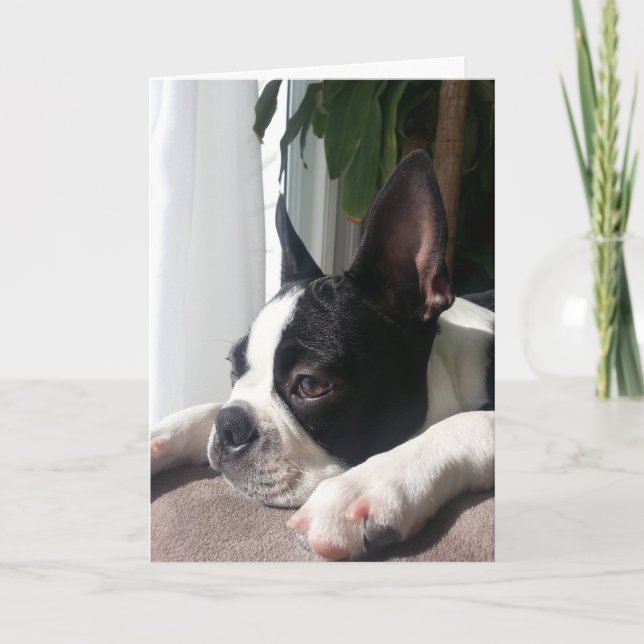 Carte Sympathy boston terrier (Devant)