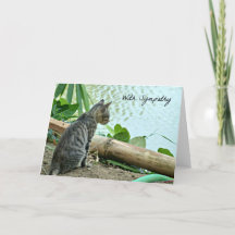 Carte Sympathy Cat