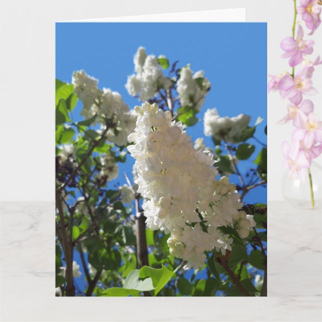 Carte Syringa, Arbre à fleurs blanc Lilac (Orchidée)