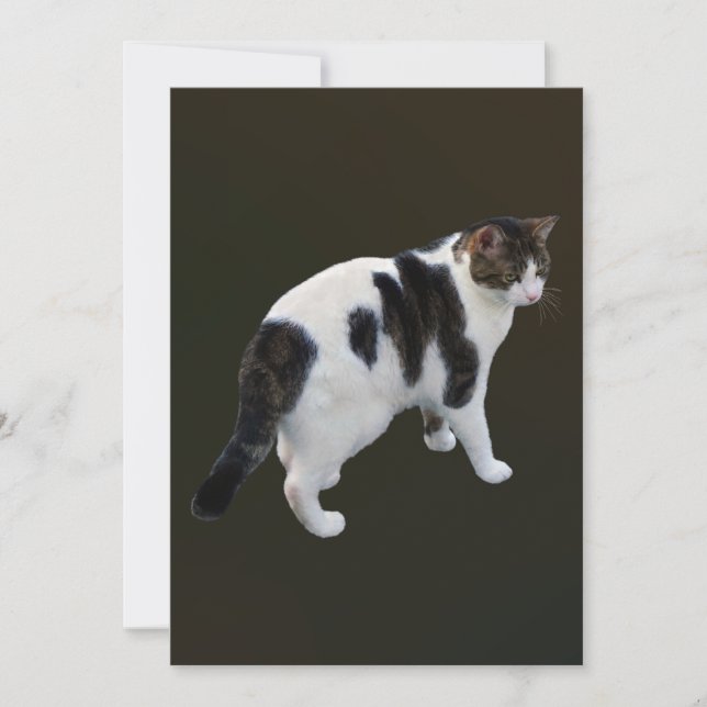 Carte Tabby Blanc Avec Patches Sombres (Devant)