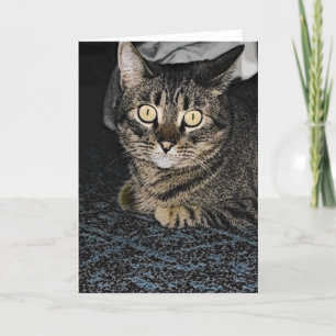 Carte Tabby Cat