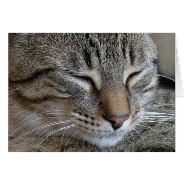 Carte Tabby Cat Note (Devant Horizontal)
