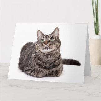 Carte Tabby Gris
