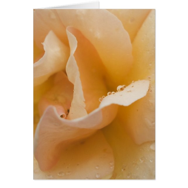 Carte tactile douce de Grace (Devant)