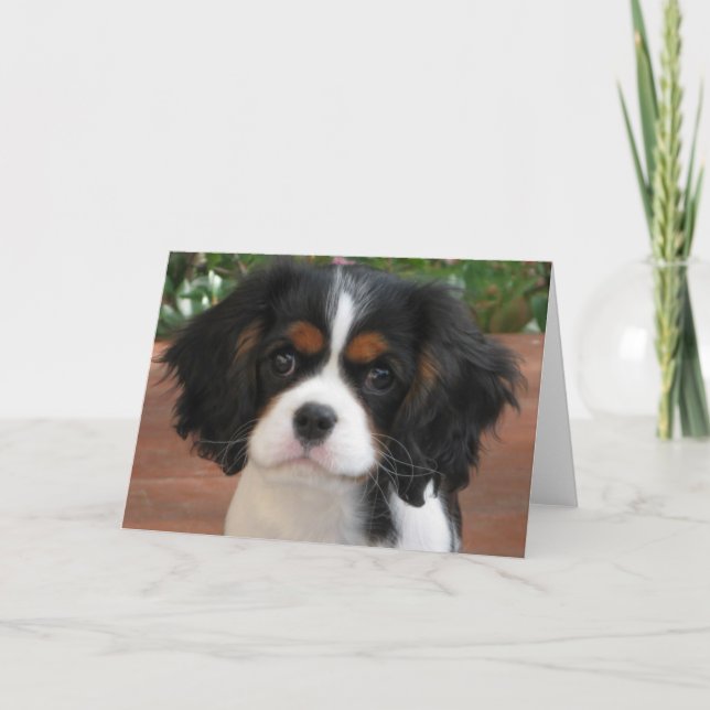 Carte Tarte de Cutie (Devant)