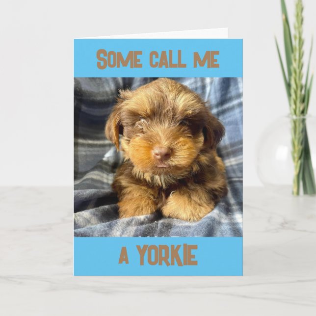 CARTE TÉRIÉR YORKSHIRE COMÉDIEN DIT "JOYEUX ANNIVERSAIRE (Devant)