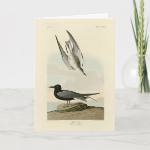 Carte Terne noire des oiseaux d'Amérique d'Audubon