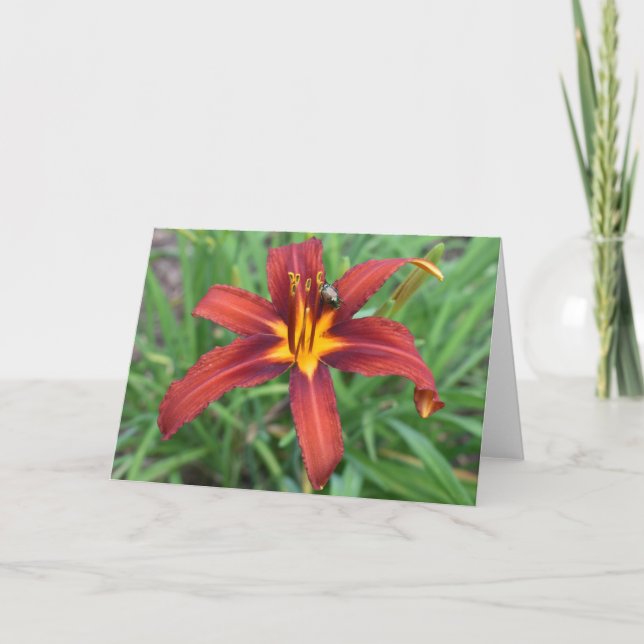 Carte Terre verte (Devant)