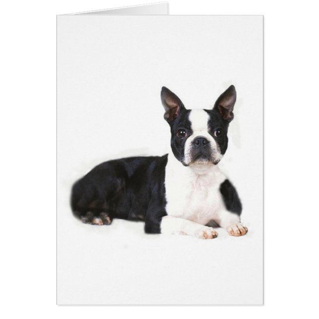 Carte Terrier Boston (Devant)