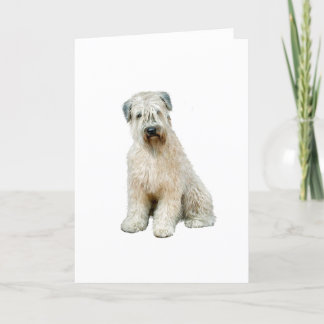 Carte Terrier roux (C)
