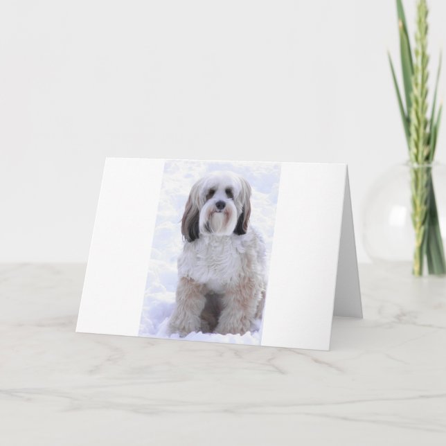 Carte Terrier tibétain sable et blanc (Devant)