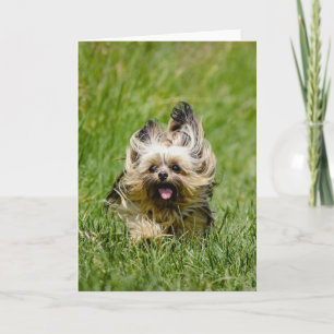 Carte Terrier Yorkshire mignon Traversant L'Herbe