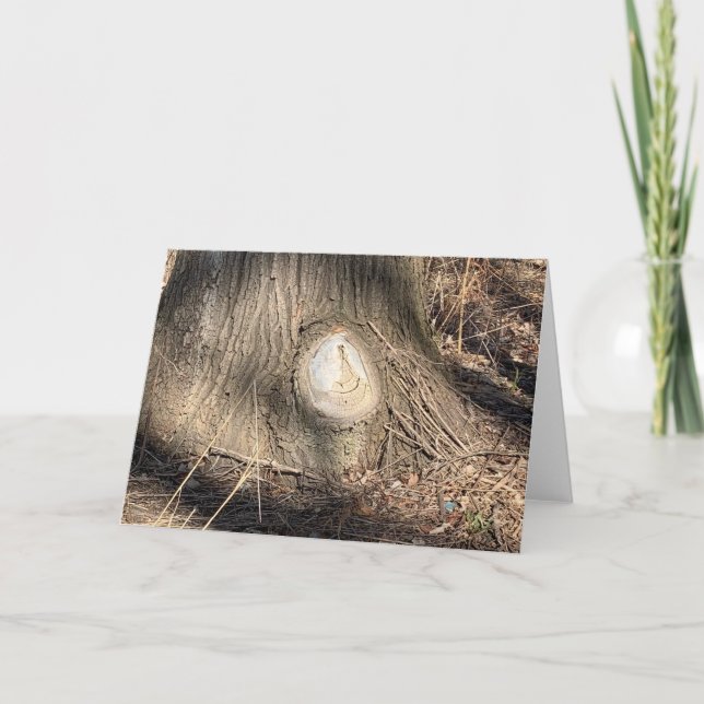 Carte Texture de l'écorce d'arbre grande photographie de (Devant)