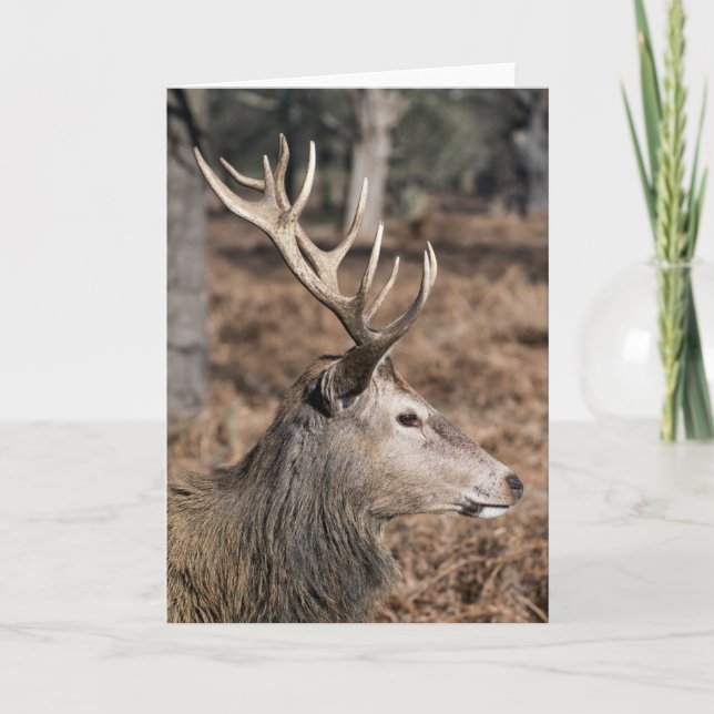 Carte The King's Deer of Richmond Park, Londres, Royaume (Devant)