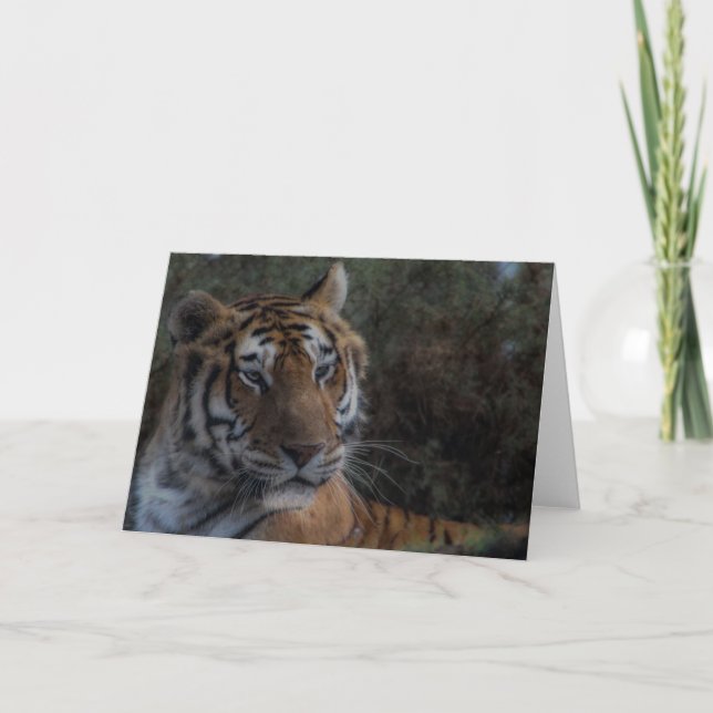 Carte Tiger Greeting Card-Tarjeta Tigre félicitation (Devant)