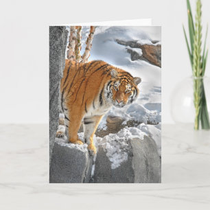 Carte Tiger Peek