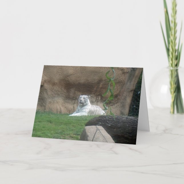 Carte Tigre blanc (Devant)