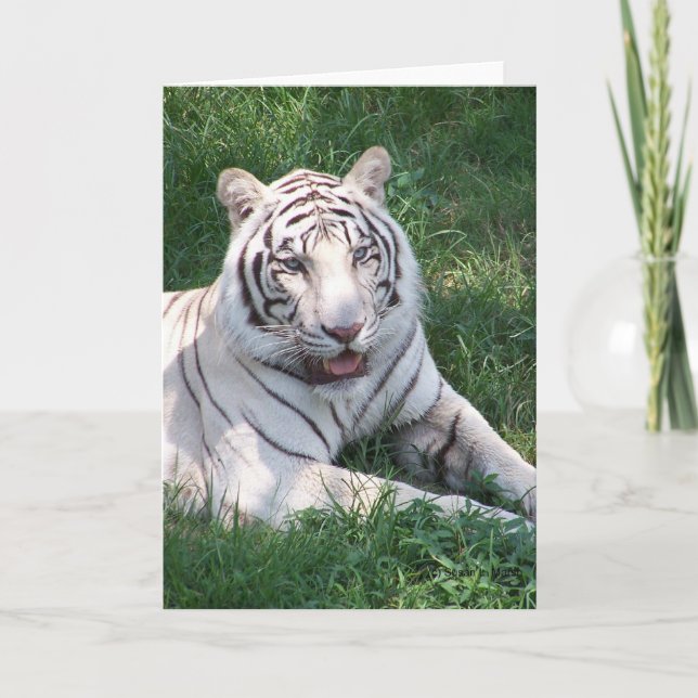 Carte Tigre blanc sur l'herbe verte image verticale (Devant)