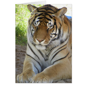 Carte tigre dormant (v)