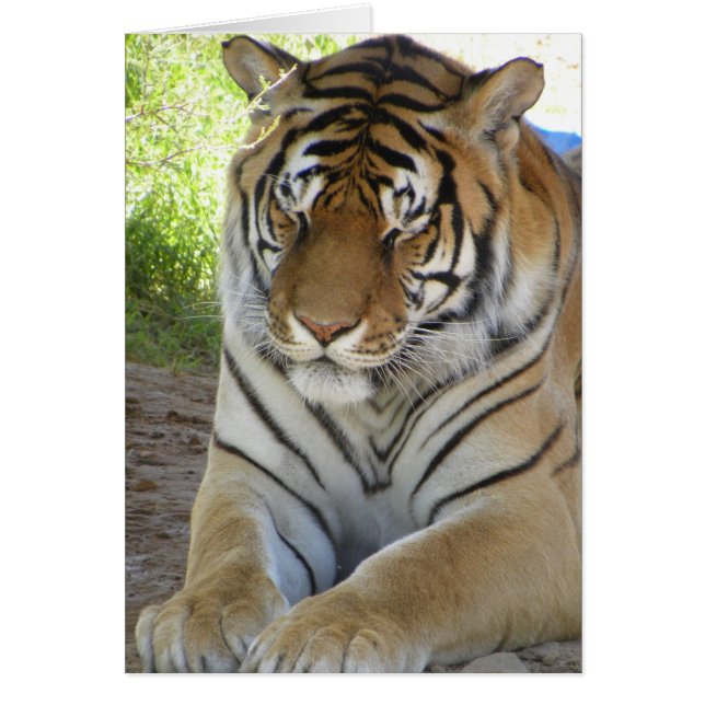 Carte tigre dormant (v) (Devant)