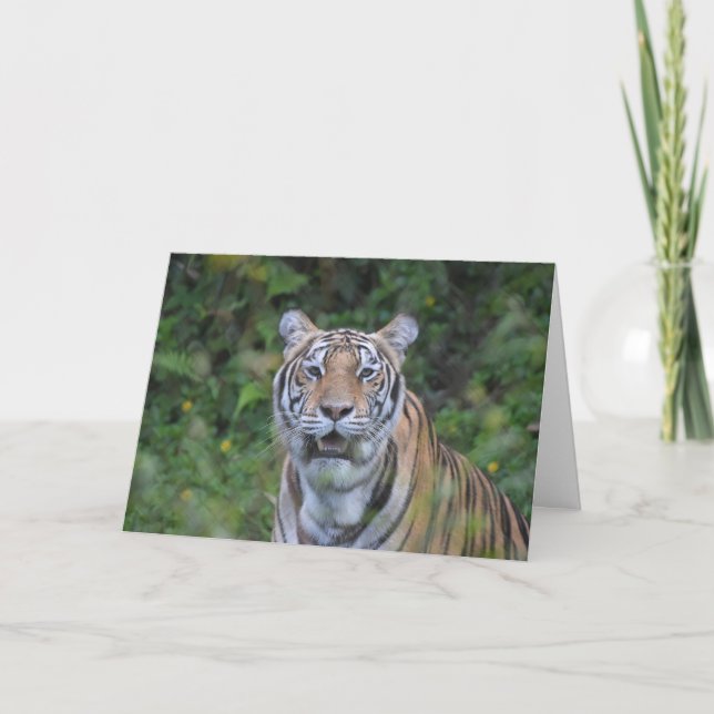 Carte Tigre du Bengale (Devant)