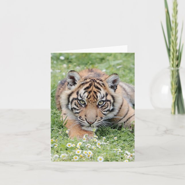 Carte Tigres de photos , animaux , animaux .carte (Devant)