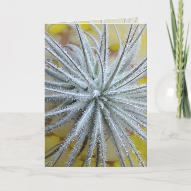 Carte Tillandsia tectorum (Devant)