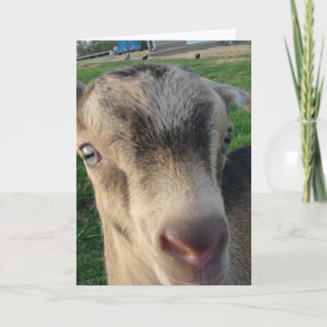 Carte Tonnerre de chèvre (Devant)