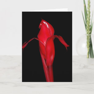 Carte Torch Ginger
