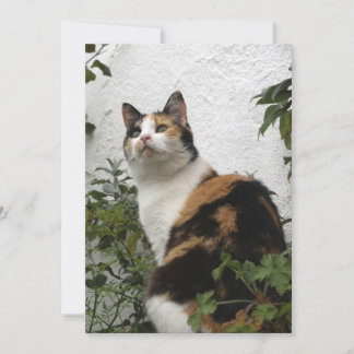 Carte Tortoiseshell et Chat blanc