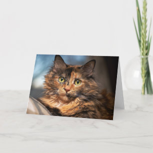 Carte Tortoiseshell Fluffy Cat