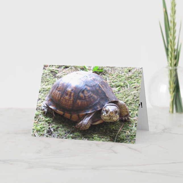 Carte Tortue - Anniversaire tardif (Devant)