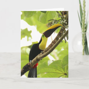 Carte Toucan de Swainson Oiseau Exotique