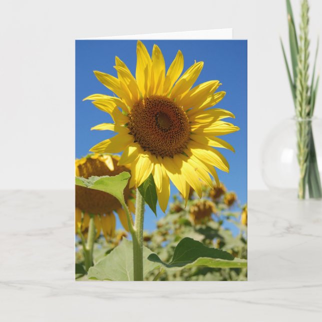 Carte Tournesol (Devant)