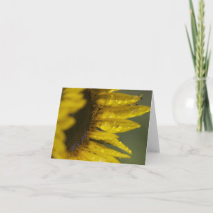 Carte Tournesol Macro