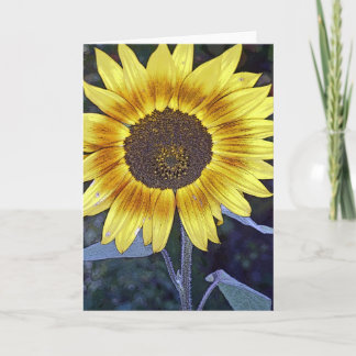 Carte Tournesol sauvage