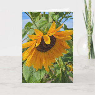 Carte Tournesol triste 