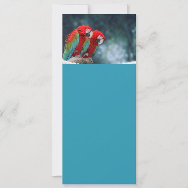 Carte Tous les perroquets colorés (Devant)