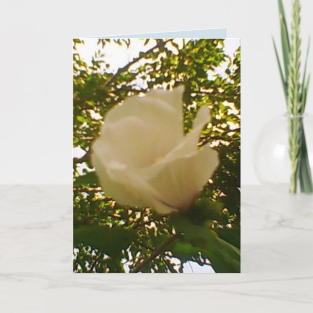 Carte Toute Occasion Rose blanche (Devant)