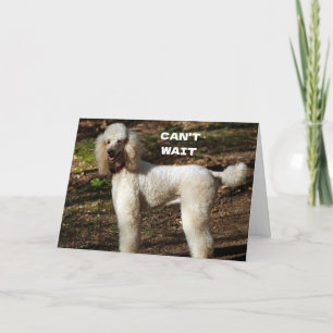 Carte TOY POODLE dit "JOYEUX 60e ANNIVERSAIRE"