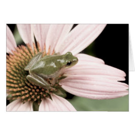Carte Treefrog verte
