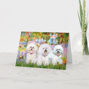 Carte Trio de Bichon Frise - Jardin (VG)