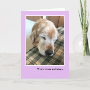 Carte Triste Golden Retriever avec tête sur chaise Miss
