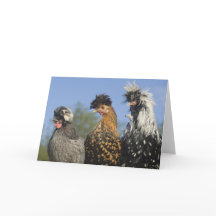 Trois Drôle Poulets Polonais - Drôle Oiseaux