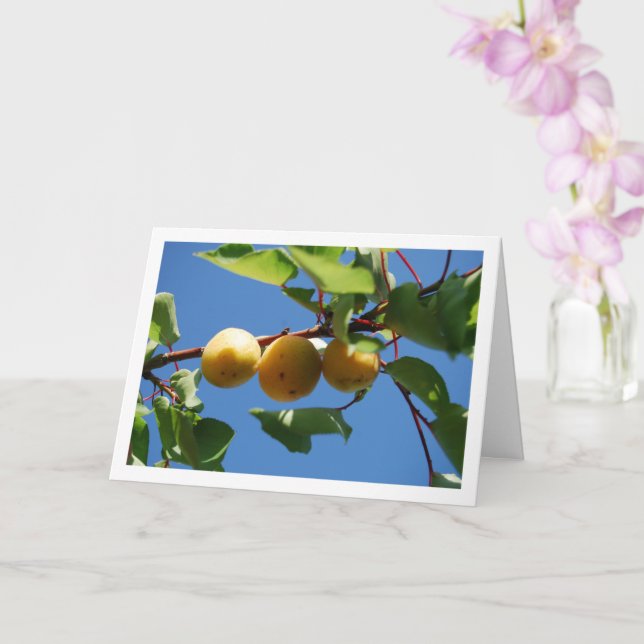 Carte Trois fruits d'abricot sur arbre (Orchidée)
