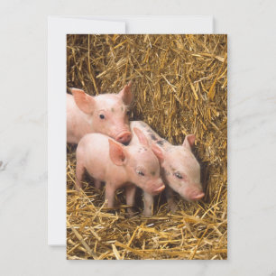 Carte Trois petits cochons