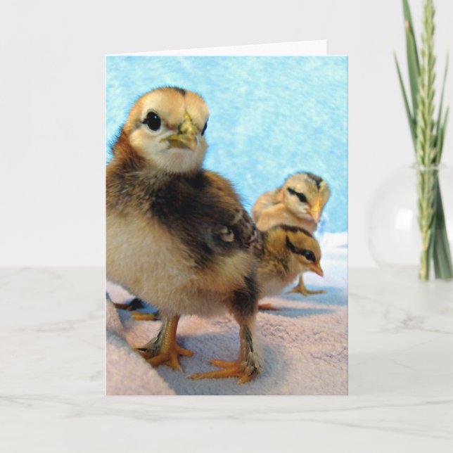 Carte Trois Petits Poussins (Devant)
