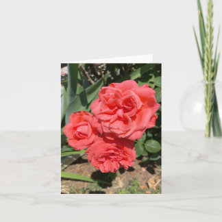 Carte Trois roses roses photo
