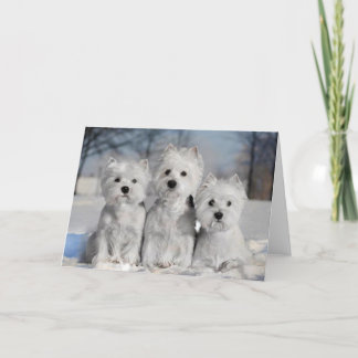 Carte Trois Westies dans la neige